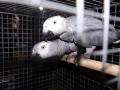 African Grey Parrots seized from circus in Bengal - Hindi News | African Grey Parrots seized from circus in Bengal | Latest national News at Lokmattimes.com