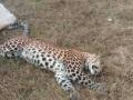 Leopard killed after being hit by truck in UP district - Hindi News | Leopard killed after being hit by truck in UP district | Latest national News at Lokmattimes.com