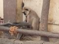 Captive gray langur rescued by PETA - Hindi News | Captive gray langur rescued by PETA | Latest national News at Lokmattimes.com