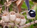 Australia names Bird of the Year - Hindi News | Australia names Bird of the Year | Latest international News at Lokmattimes.com