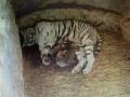 Tigress dies due to ill health in Lucknow zoo - Hindi News | Tigress dies due to ill health in Lucknow zoo | Latest national News at Lokmattimes.com