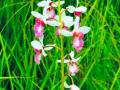 Rare orchid in Dudhwa found bearing seeds after a century - Hindi News | Rare orchid in Dudhwa found bearing seeds after a century | Latest national News at Lokmattimes.com