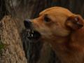 Telangana Home Guard risks life to save dog - Hindi News | Telangana Home Guard risks life to save dog | Latest national News at Lokmattimes.com