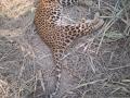 Leopard found dead in dumping yard in Telangana - Hindi News | Leopard found dead in dumping yard in Telangana | Latest national News at Lokmattimes.com