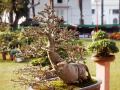 Chandigarh sets up bonsai garden with 74 plant species - Hindi News | Chandigarh sets up bonsai garden with 74 plant species | Latest national News at Lokmattimes.com