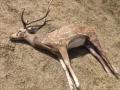 Heads roll in Bengali Safari Park as 27 spotted deer die in 2 months - Hindi News | Heads roll in Bengali Safari Park as 27 spotted deer die in 2 months | Latest national News at Lokmattimes.com