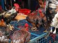 Poultry trade hit by bird flu scare, retail sales improve - Hindi News | Poultry trade hit by bird flu scare, retail sales improve | Latest health News at Lokmattimes.com