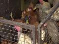 Bird flu scare reduces demand for chicken, increases demand for mutton - Hindi News | Bird flu scare reduces demand for chicken, increases demand for mutton | Latest national News at Lokmattimes.com