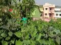 Odisha businessman has 40 plant varieties in his rooftop garden including vegetables, fruits, medicinal plants - Hindi News | Odisha businessman has 40 plant varieties in his rooftop garden including vegetables, fruits, medicinal plants | Latest national News at Lokmattimes.com