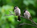 Traffic noise causes song learning deficits in birds: Study - Hindi News | Traffic noise causes song learning deficits in birds: Study | Latest lifestyle News at Lokmattimes.com