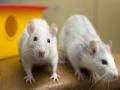 Rats prefer to help their own kind, humans may be similarly wired: Study - Hindi News | Rats prefer to help their own kind, humans may be similarly wired: Study | Latest lifestyle News at Lokmattimes.com