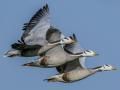 TN bird watchers elated as bar-headed geese spotted after two decades - Hindi News | TN bird watchers elated as bar-headed geese spotted after two decades | Latest national News at Lokmattimes.com
