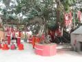 This sprawling banyan tree in Gaya is most popular during Pitru Paksha - Hindi News | This sprawling banyan tree in Gaya is most popular during Pitru Paksha | Latest national News at Lokmattimes.com