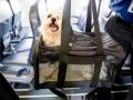Furry Companion: Man books Air India business class cabin for pet dog - Hindi News | Furry Companion: Man books Air India business class cabin for pet dog | Latest international News at Lokmattimes.com