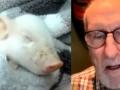 'Succession' Star James Cromwell rescues a piglet from going to slaughterhouse - Hindi News | 'Succession' Star James Cromwell rescues a piglet from going to slaughterhouse | Latest entertainment News at Lokmattimes.com