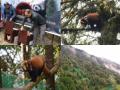 Two pairs of Red Pandas restocked in the wild by Darjeeling Zoo - Hindi News | Two pairs of Red Pandas restocked in the wild by Darjeeling Zoo | Latest national News at Lokmattimes.com