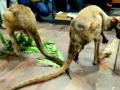 Rescued Australian Kangaroo dies of food-poisoning at Bengal Safari Park - Hindi News | Rescued Australian Kangaroo dies of food-poisoning at Bengal Safari Park | Latest national News at Lokmattimes.com