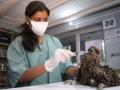Black Kite rescued from south Delhi colony - Hindi News | Black Kite rescued from south Delhi colony | Latest national News at Lokmattimes.com
