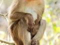 Lucknow to get two ‘Vanar Vans’ for monkey population - Hindi News | Lucknow to get two ‘Vanar Vans’ for monkey population | Latest national News at Lokmattimes.com