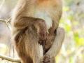 UP cops force youth to part with his pet monkey - Hindi News | UP cops force youth to part with his pet monkey | Latest national News at Lokmattimes.com
