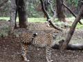 Eight-member STF to look after cheetahs released in Kuno National Park - Hindi News | Eight-member STF to look after cheetahs released in Kuno National Park | Latest national News at Lokmattimes.com