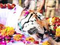 Sachin mourns death of legendary tigress 'Collarwali' - Hindi News | Sachin mourns death of legendary tigress 'Collarwali' | Latest national News at Lokmattimes.com