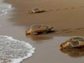 Odisha gears up for conservation of Olive Ridley turtles - Hindi News | Odisha gears up for conservation of Olive Ridley turtles | Latest national News at Lokmattimes.com