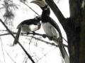 Hornbills create orchards in Arunachal's tropical forests - Hindi News | Hornbills create orchards in Arunachal's tropical forests | Latest international News at Lokmattimes.com