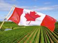 Canada needs 30,000 new immigrants in agri sector: Report - Hindi News | Canada needs 30,000 new immigrants in agri sector: Report | Latest international News at Lokmattimes.com