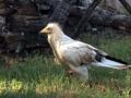 Rare Egyptian vulture found injured by manja, rescued - Hindi News | Rare Egyptian vulture found injured by manja, rescued | Latest national News at Lokmattimes.com