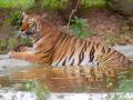 Mohammadi in UP to be developed as tiger tourist spot - Hindi News | Mohammadi in UP to be developed as tiger tourist spot | Latest national News at Lokmattimes.com