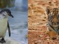 Mumbai zoo welcomes Royal Bengal tiger cub, Humboldt penguin chick - Hindi News | Mumbai zoo welcomes Royal Bengal tiger cub, Humboldt penguin chick | Latest national News at Lokmattimes.com