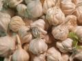 Seed exchange concept to aid garlic cultivation: CISH - Hindi News | Seed exchange concept to aid garlic cultivation: CISH | Latest national News at Lokmattimes.com