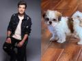 Varun Sharma welcomes furry companion on his birthday - Hindi News | Varun Sharma welcomes furry companion on his birthday | Latest entertainment News at Lokmattimes.com
