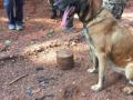 ITBP dog 'Sophia' foils IED blast in Chhattisgarh, saves lives - Hindi News | ITBP dog 'Sophia' foils IED blast in Chhattisgarh, saves lives | Latest national News at Lokmattimes.com