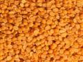 Govt sets up monitoring committee to prevent hoarding of Tur dal stocks - Hindi News | Govt sets up monitoring committee to prevent hoarding of Tur dal stocks | Latest politics News at Lokmattimes.com