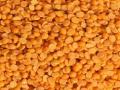 Centre imposes limit on tur, urad dal stocks of wholesalers, big chain retailers - Hindi News | Centre imposes limit on tur, urad dal stocks of wholesalers, big chain retailers | Latest politics News at Lokmattimes.com