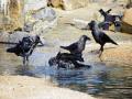 30 crows found dead in UP's Etawah - Hindi News | 30 crows found dead in UP's Etawah | Latest national News at Lokmattimes.com