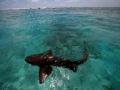Over 10% of Australian shark species facing extinction: Report - Hindi News | Over 10% of Australian shark species facing extinction: Report | Latest international News at Lokmattimes.com