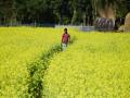 Mustard production likely to touch record 110 lakh tonnes: COOIT - Hindi News | Mustard production likely to touch record 110 lakh tonnes: COOIT | Latest international News at Lokmattimes.com