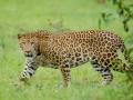 Leopard attack in UP injures three - Hindi News | Leopard attack in UP injures three | Latest national News at Lokmattimes.com