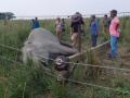 Wild elephant electrocuted to death in Coimbatore - Hindi News | Wild elephant electrocuted to death in Coimbatore | Latest national News at Lokmattimes.com