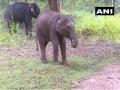 Karnataka: As a tribute, elephant calf named after late Kannada actor Puneeth Rajkumar - Hindi News | Karnataka: As a tribute, elephant calf named after late Kannada actor Puneeth Rajkumar | Latest national News at Lokmattimes.com