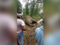 Elephant carcass found in Chhattisgarh forest - Hindi News | Elephant carcass found in Chhattisgarh forest | Latest national News at Lokmattimes.com