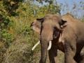 Wild elephant storms into house in Assam, kills elderly couple in sleep - Hindi News | Wild elephant storms into house in Assam, kills elderly couple in sleep | Latest national News at Lokmattimes.com