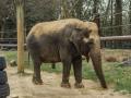 72-year-old Indian elephant euthanized at the Smithsonian National Zoo in Washington - Hindi News | 72-year-old Indian elephant euthanized at the Smithsonian National Zoo in Washington | Latest international News at Lokmattimes.com