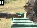 Tamil Nadu: PM Modi feeds elephant at Theppakadu camp - Hindi News | Tamil Nadu: PM Modi feeds elephant at Theppakadu camp | Latest national News at Lokmattimes.com