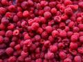 NZ warns about Hepatitis A risk from imported frozen berries - Hindi News | NZ warns about Hepatitis A risk from imported frozen berries | Latest health News at Lokmattimes.com