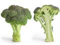 Broccoli, leafy greens can help slow growth of Covid, flu - Hindi News | Broccoli, leafy greens can help slow growth of Covid, flu | Latest health News at Lokmattimes.com