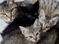 Cats can infect each other with coronavirus: Study - Hindi News | Cats can infect each other with coronavirus: Study | Latest international News at Lokmattimes.com